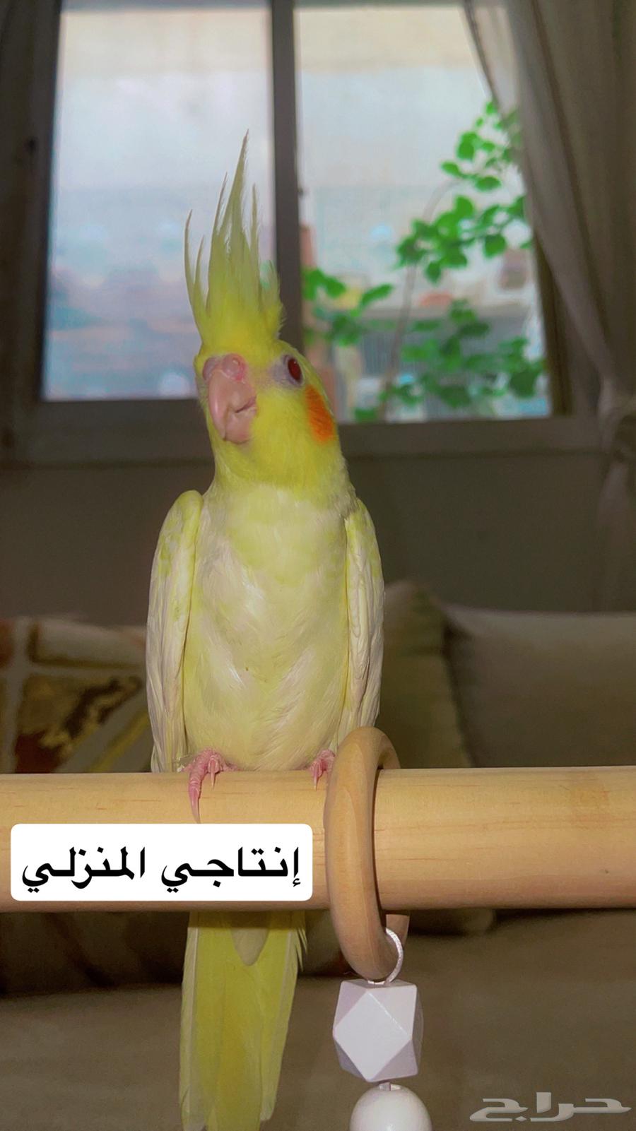 كروان لاتينو مناسب للأطفال صحة وولافة تم البيع64468189987202112