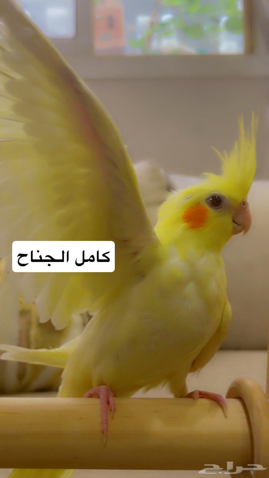 كروان لاتينو مناسب للأطفال صحة وولافة تم البيع64468189987202111