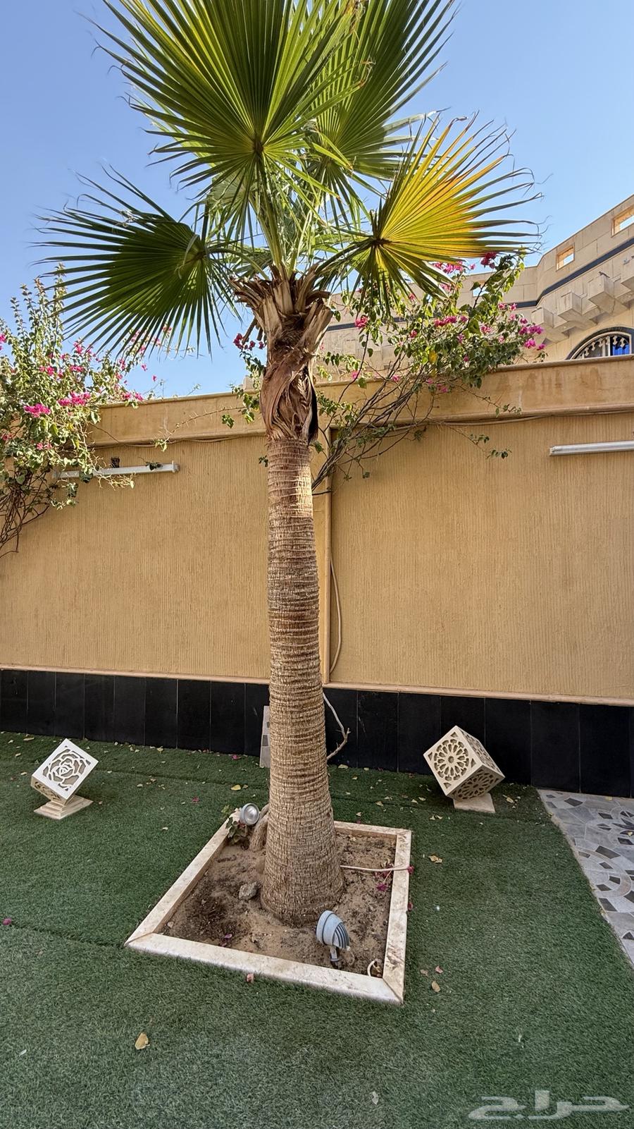 نخل امريكي64469907195521111