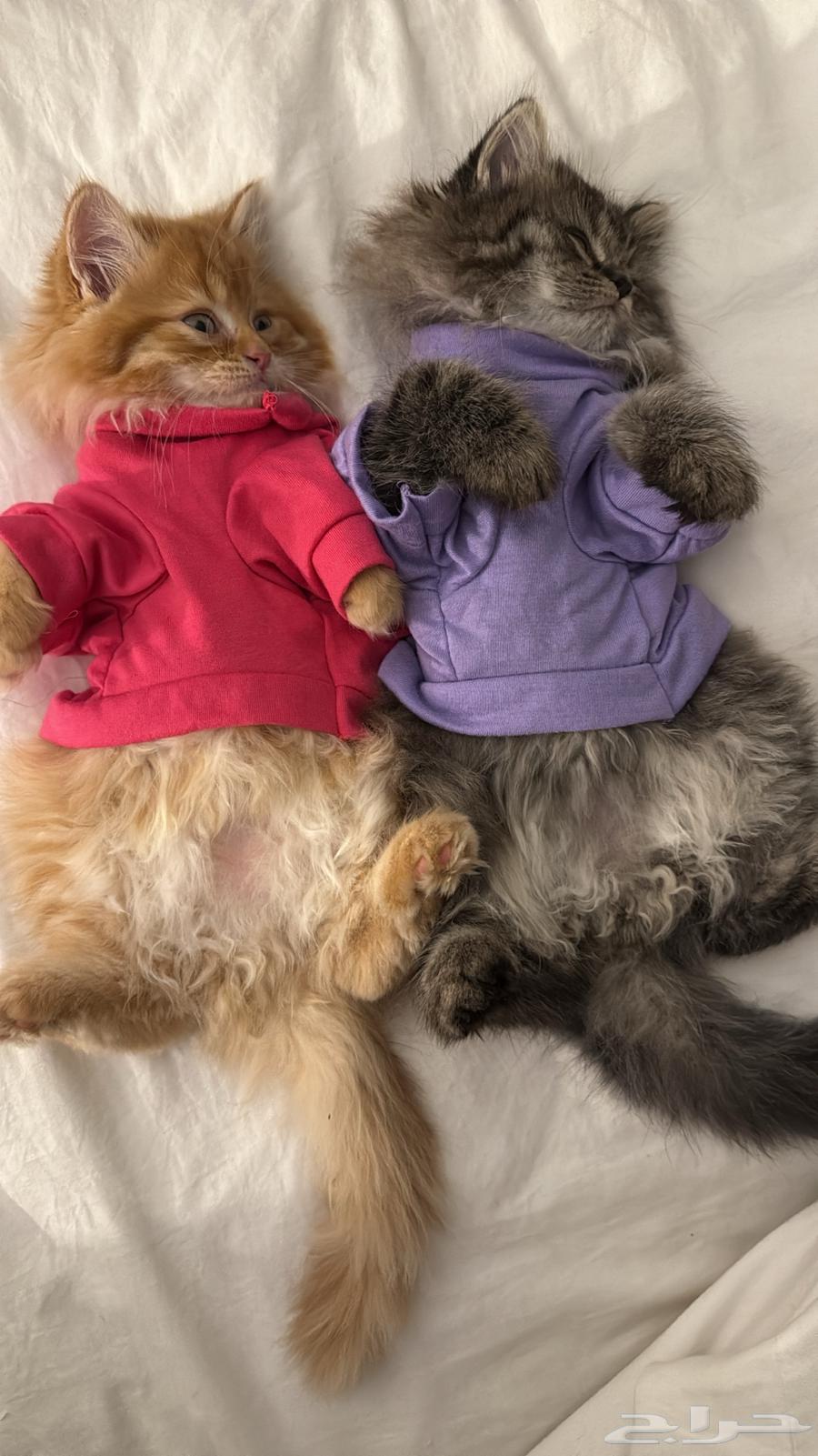 كيتنز للبيع64468245841026110