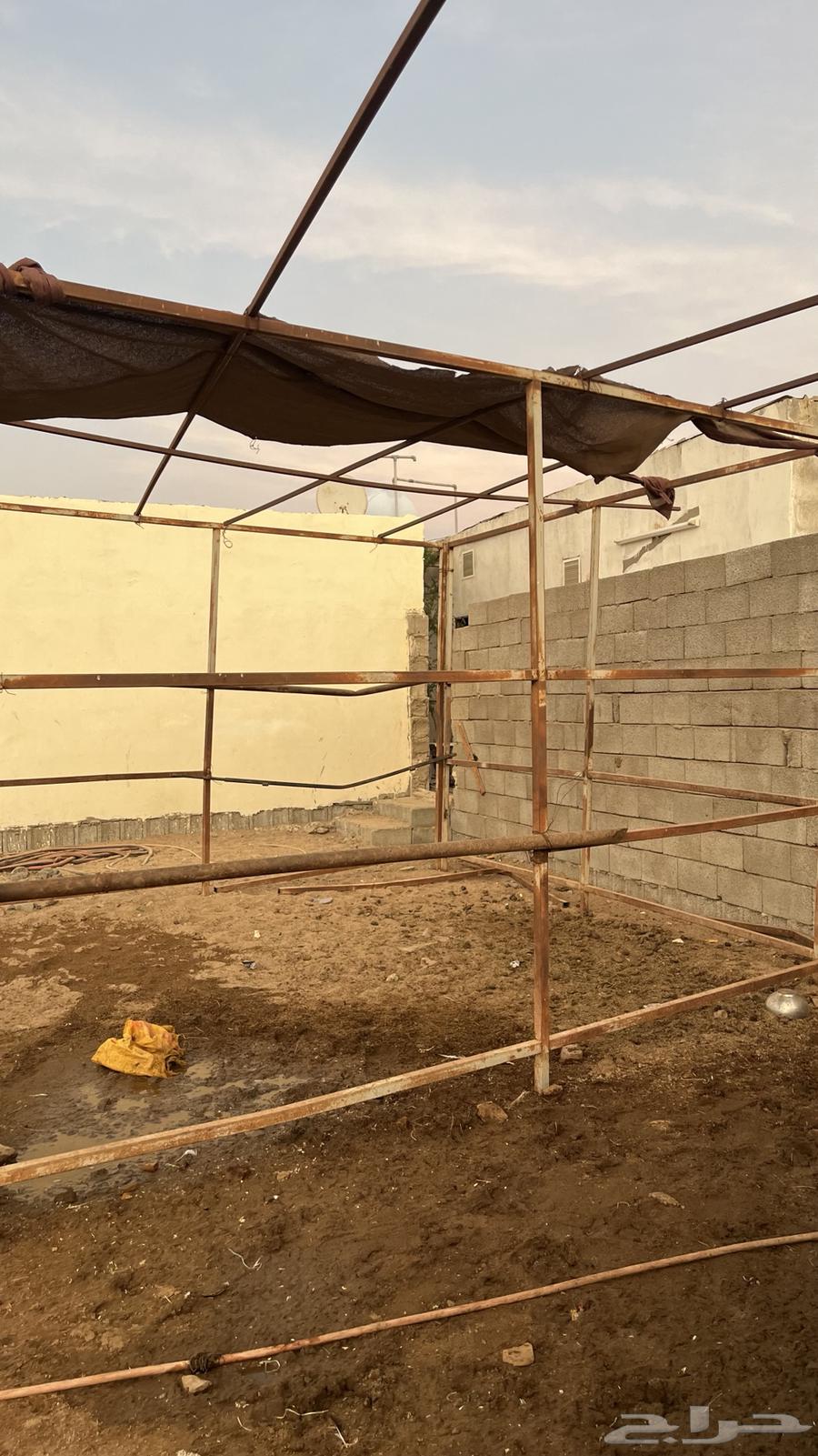 Horse display frame64468650407425111