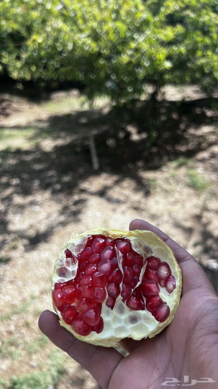 Baha's Pomegranate64466989413634110