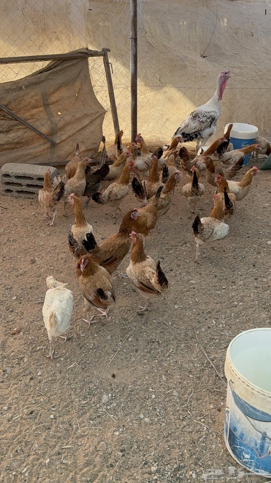 للبيع دجاج بلدي جروم كبار64470718042755110