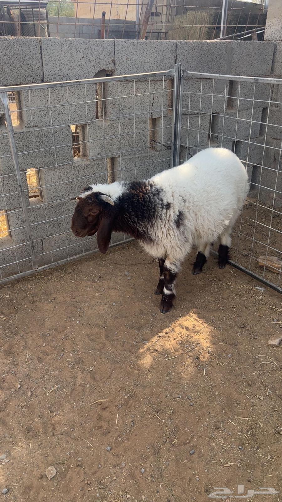 Nayami64467059606915110