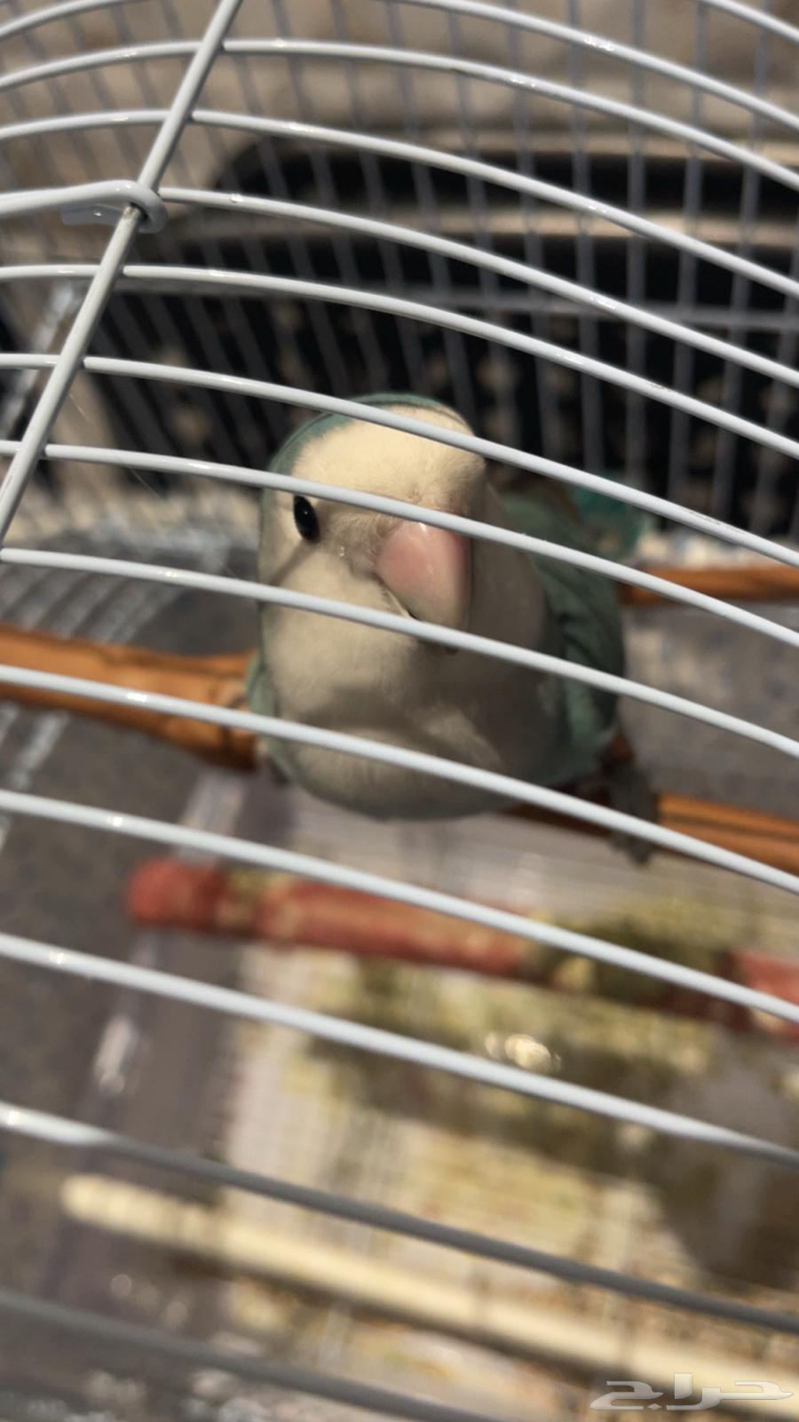 Bird for sale, age one year and two months, good health, includes cage and food64470045971202112