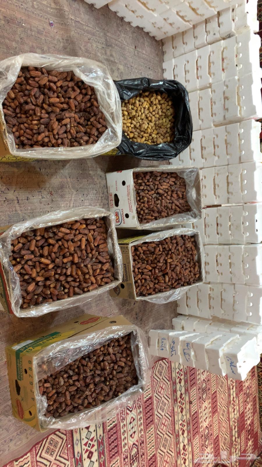 صفري وقسبه للبيع من بيشه تواصل خاص64470457028611111