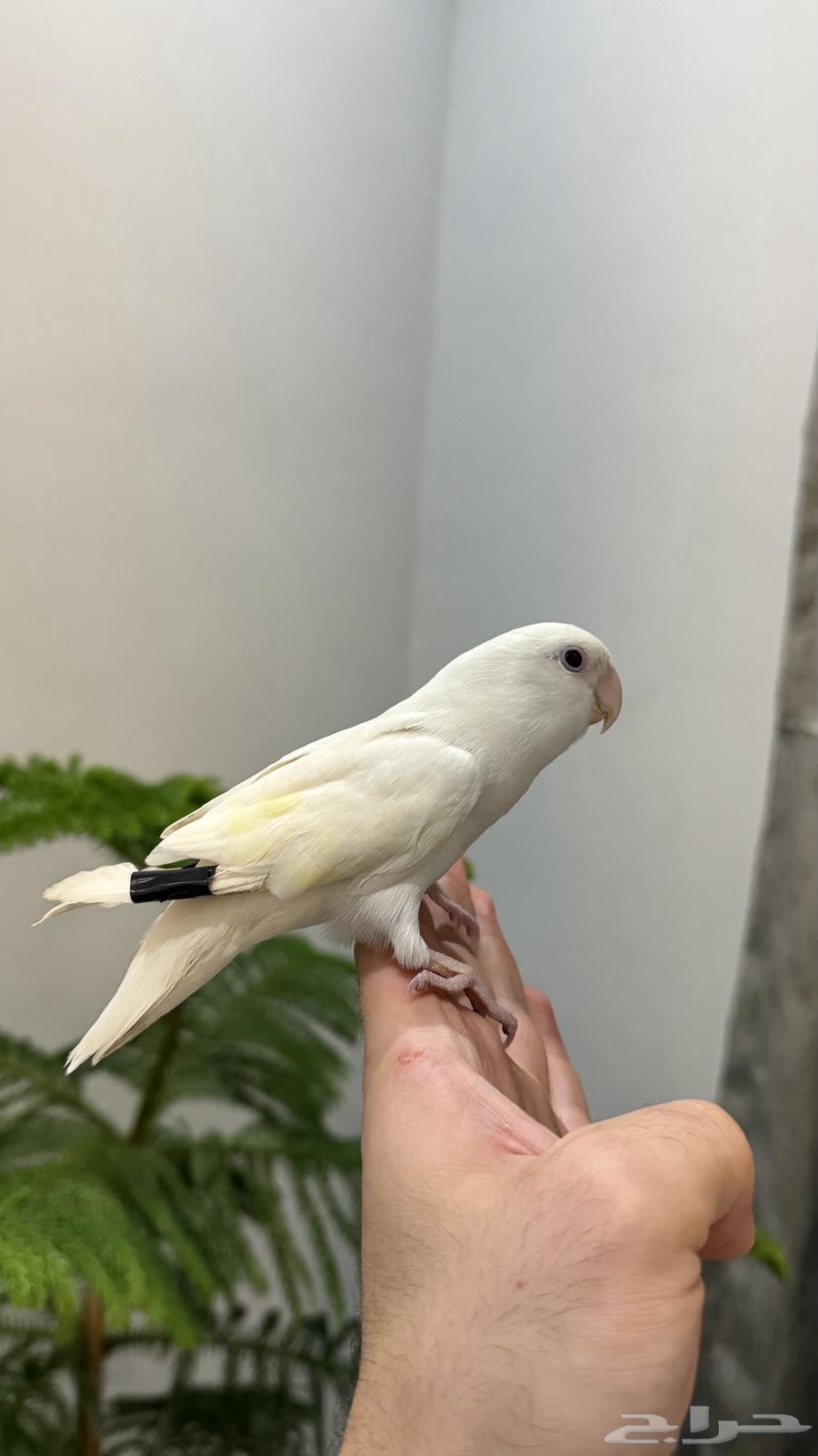 روز اليييف جدا64470580025603110