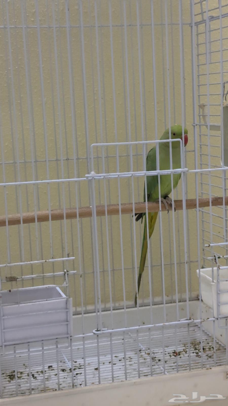 تم البيع الله يبارك للمشتري64465367477251112