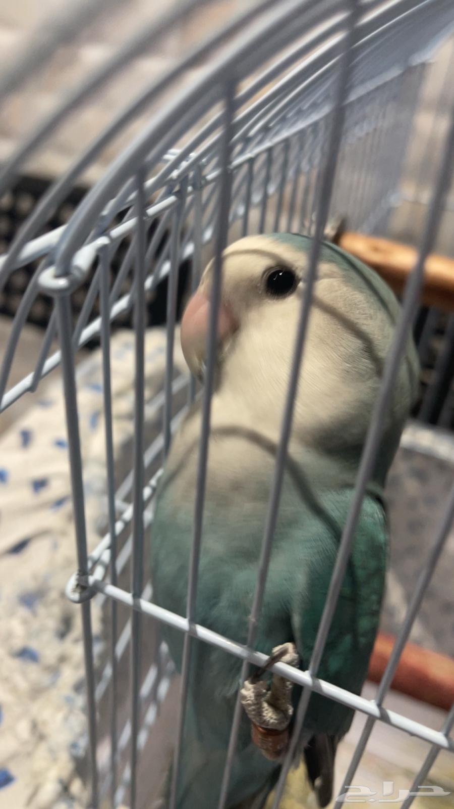 Bird for sale, age one year and two months, good health, includes cage and food64470045971202111