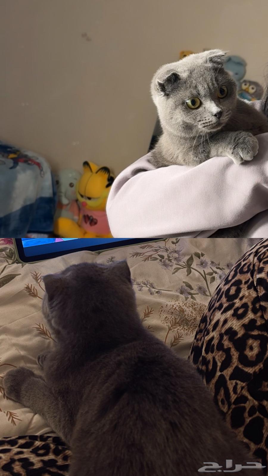 قط شكوتش فولد للبيع64465226371585111