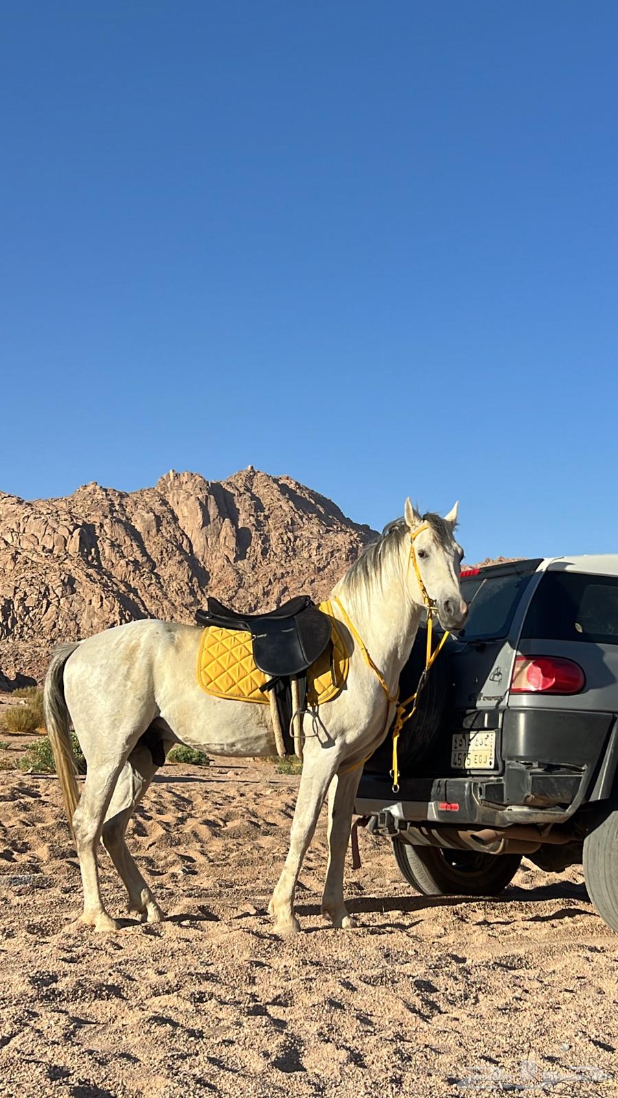 حصان للبيع64469250809857112