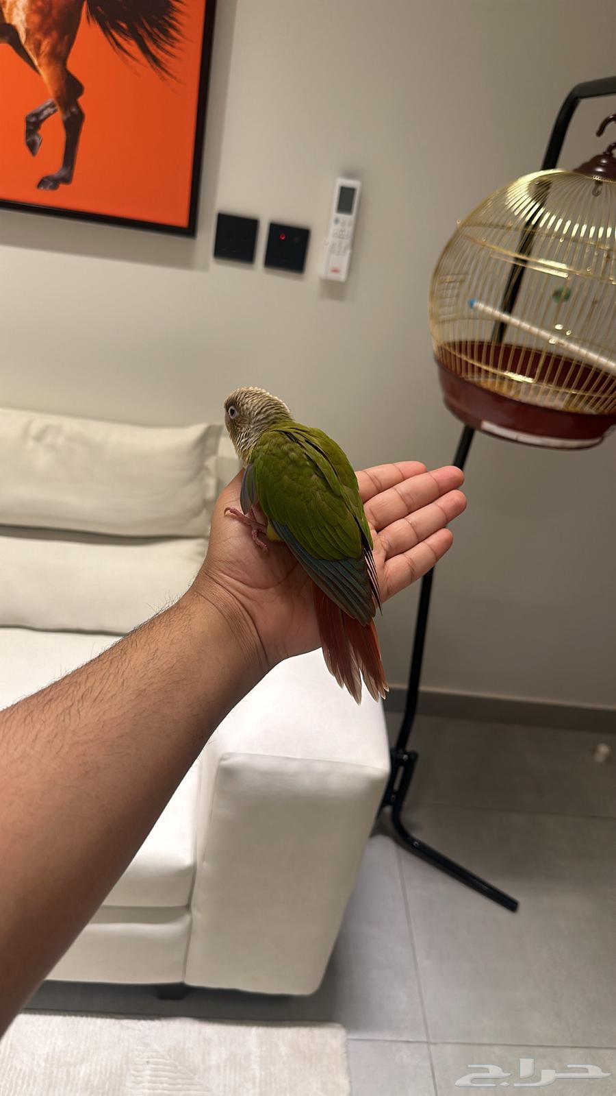 فرخ كنيوور64471293610754111