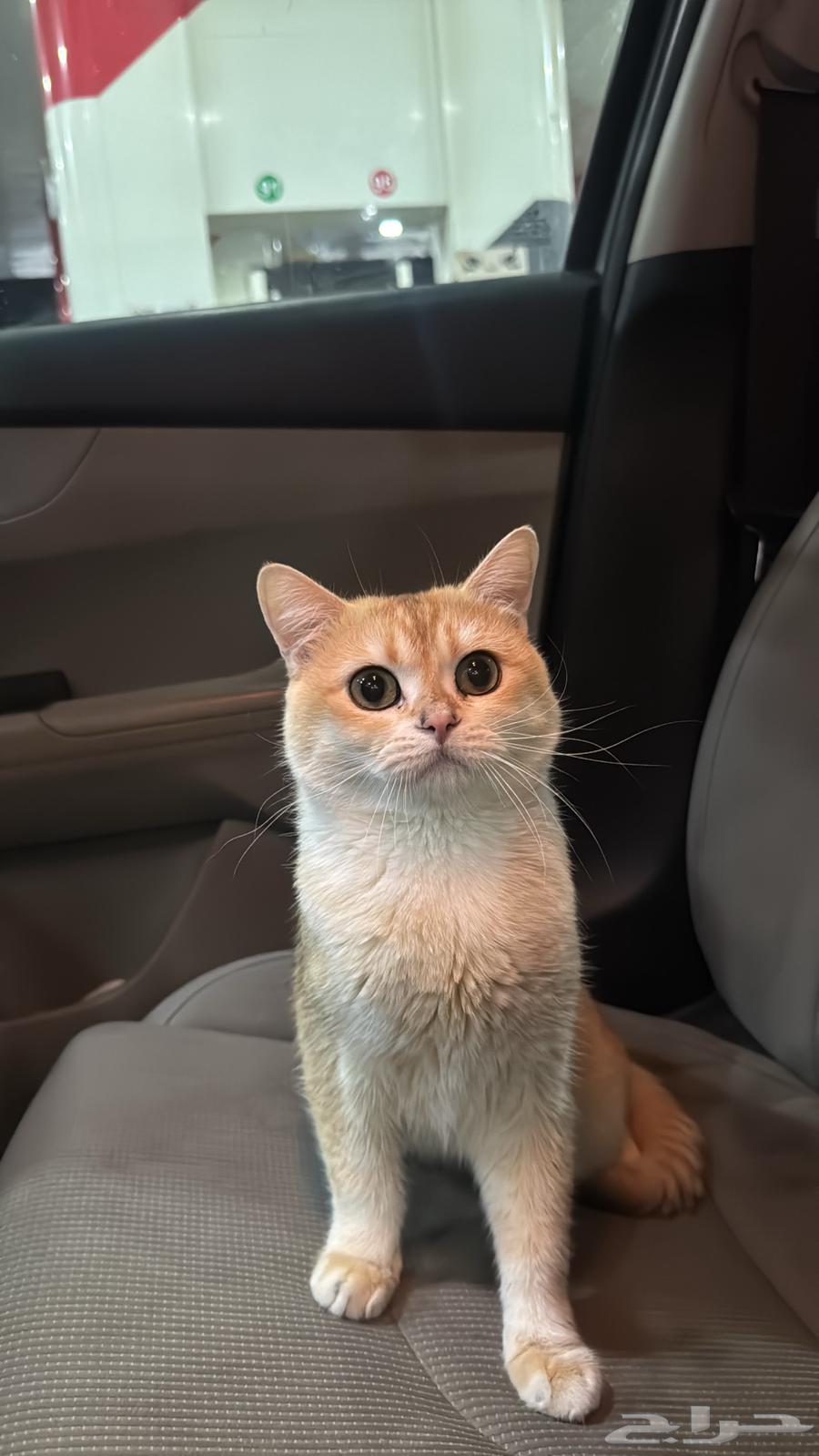 Cat for mating (free of charge) read the terms64466975250433111