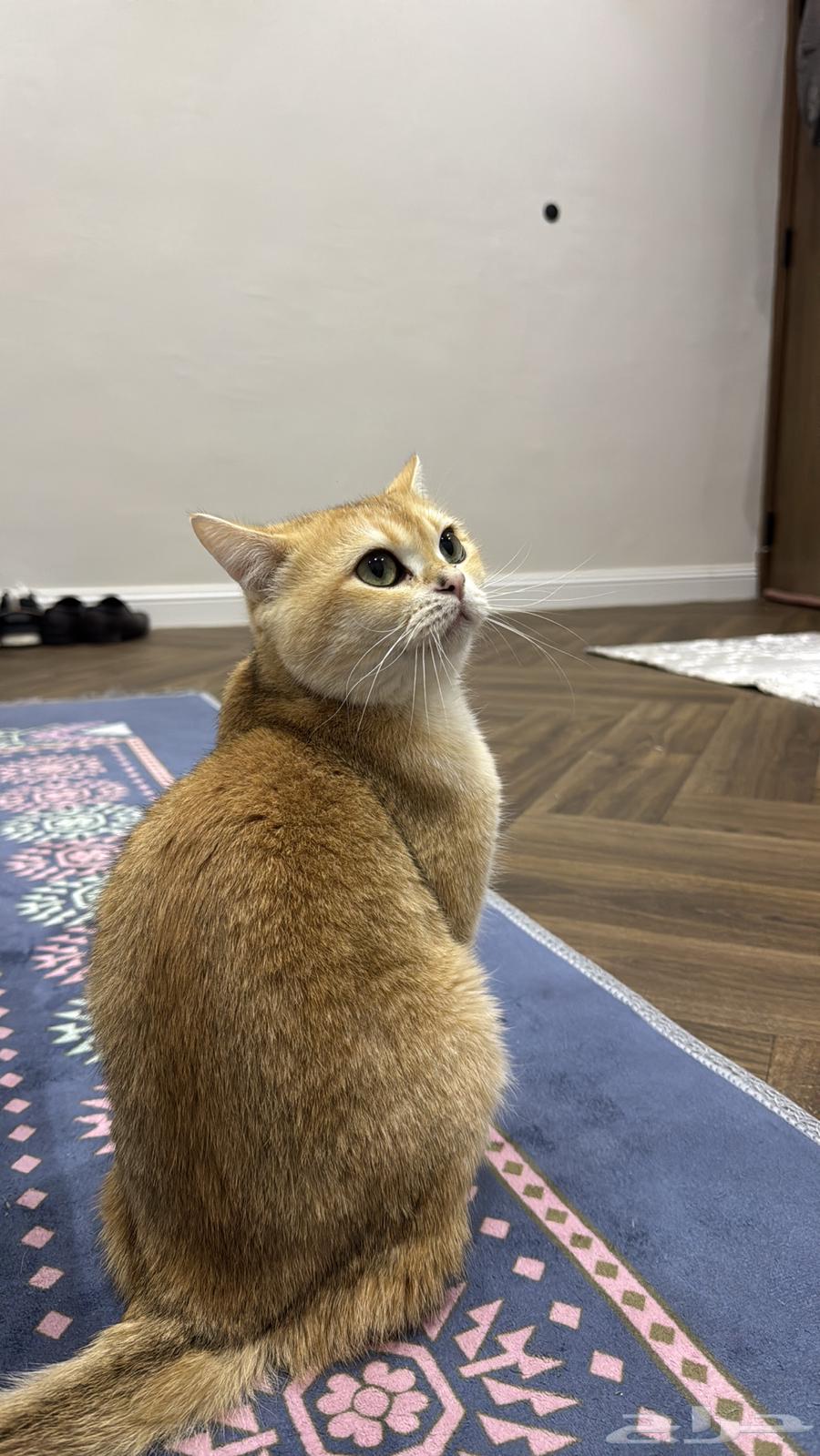 Cat for mating (free of charge) read the terms64466975250433110