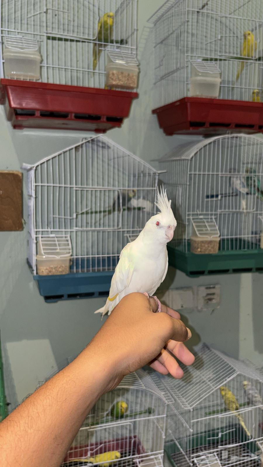 كروان البينو عيون حمر أليف64471198049283110