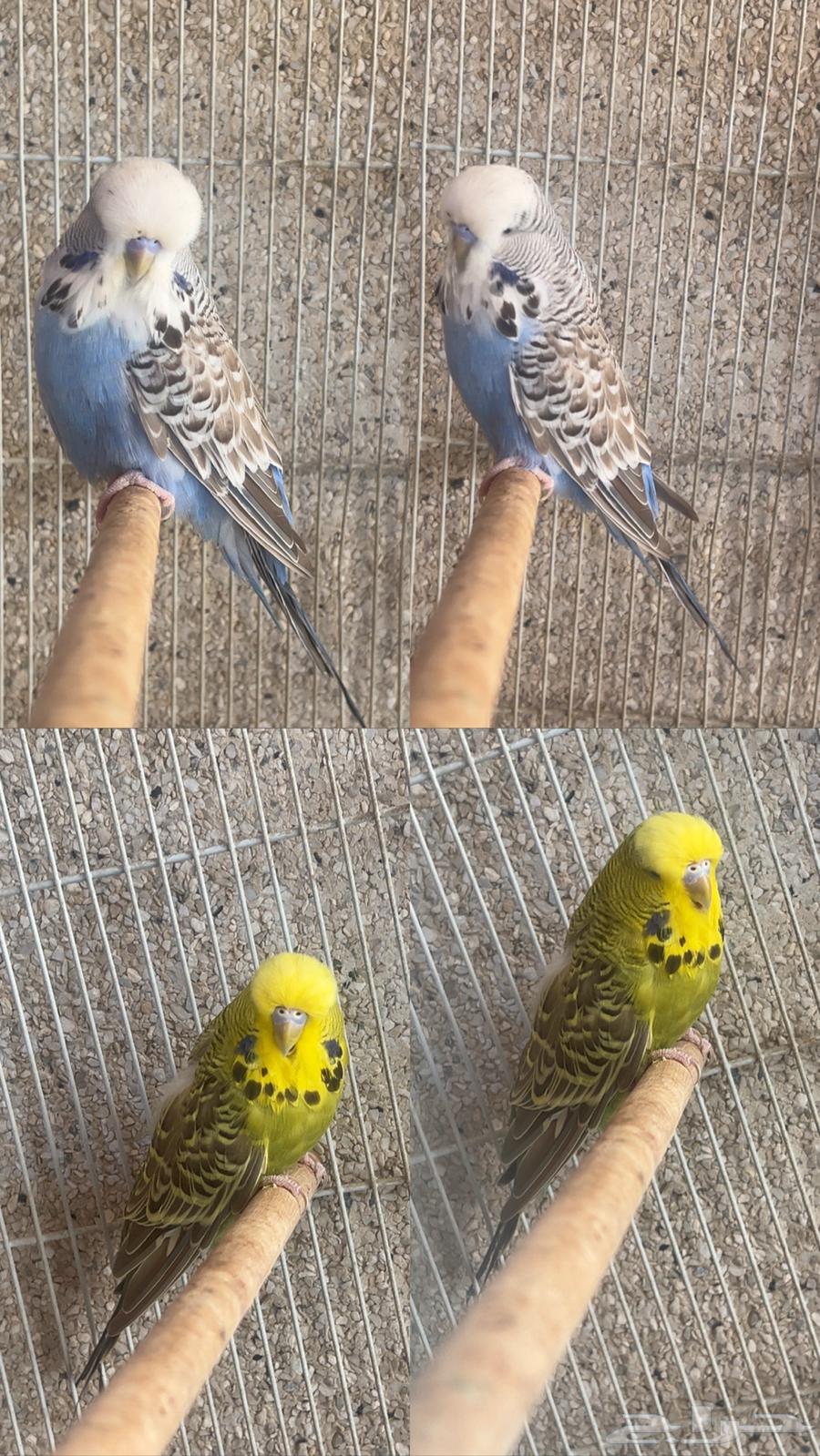 للبيع جوز طيور حب انجليزي الي توقف عليه سومه نصيبه64466891522947110