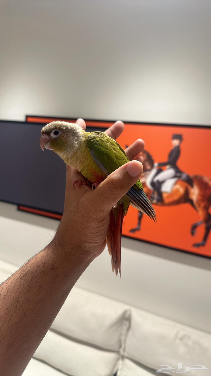 فرخ كنيوور64471293610754112