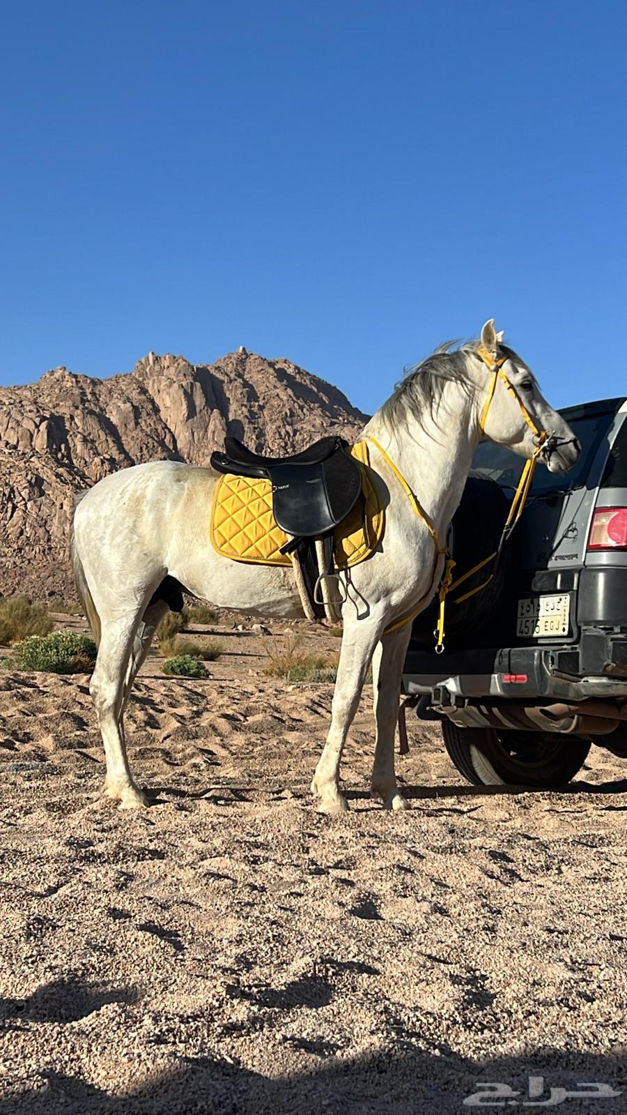 حصان للبيع64469250809857111