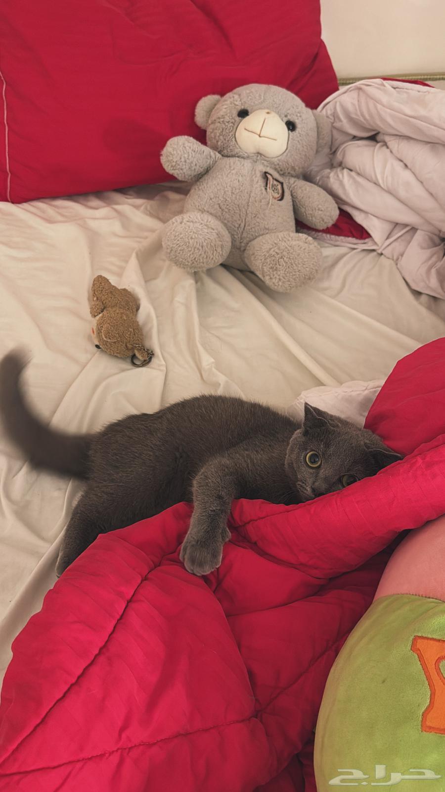 قط شكوتش فولد للبيع64465226371585110