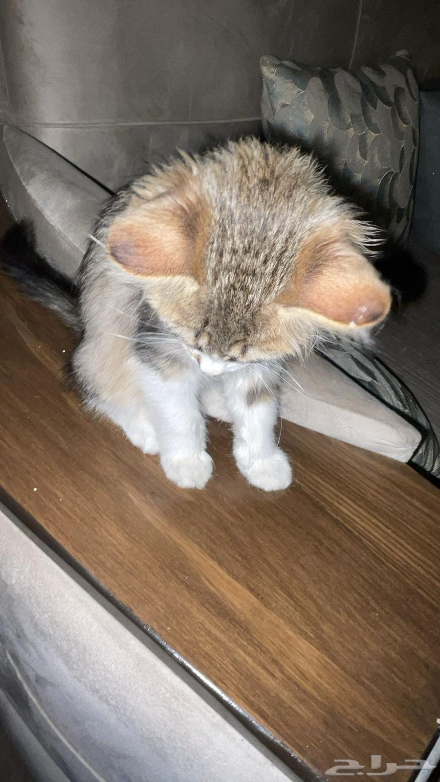 بسه شيرازي للبيع64464887948802112