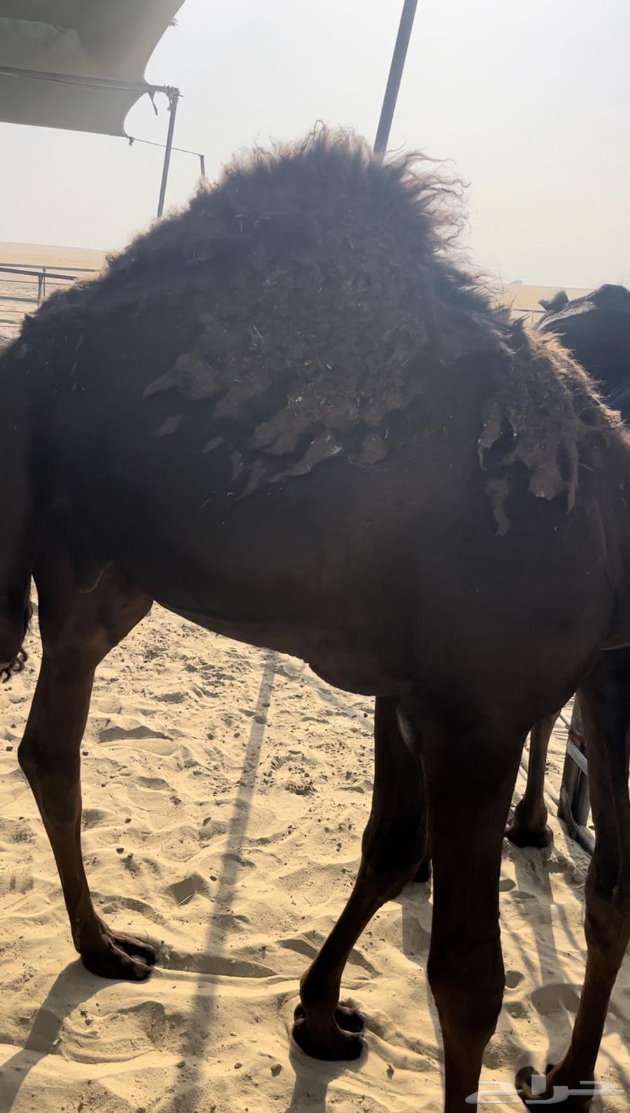 قعود للبيع64466684227073110