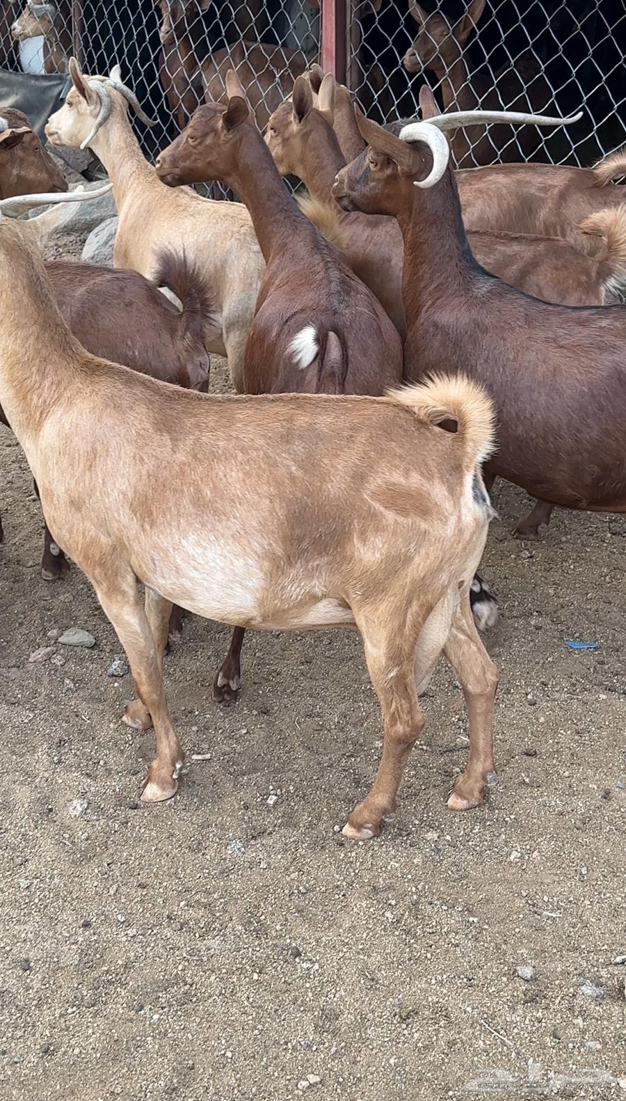 معزا دهم صنف فاخر تم البيع64469362453249110