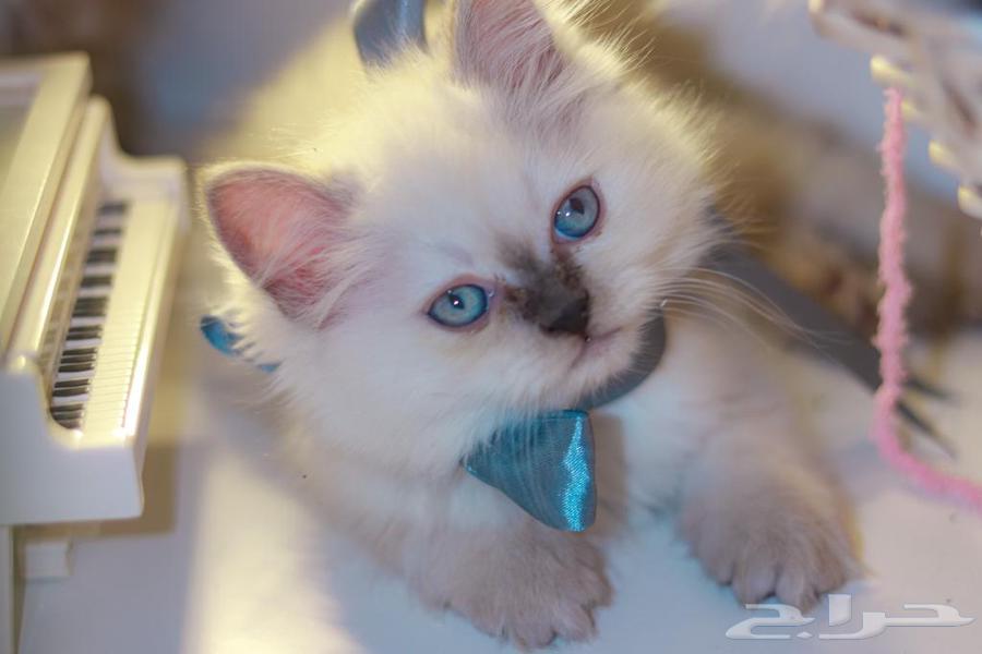 Cats64468815580033113