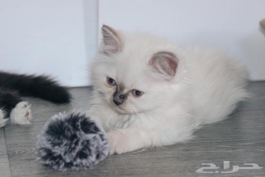 Cats64468815580033114