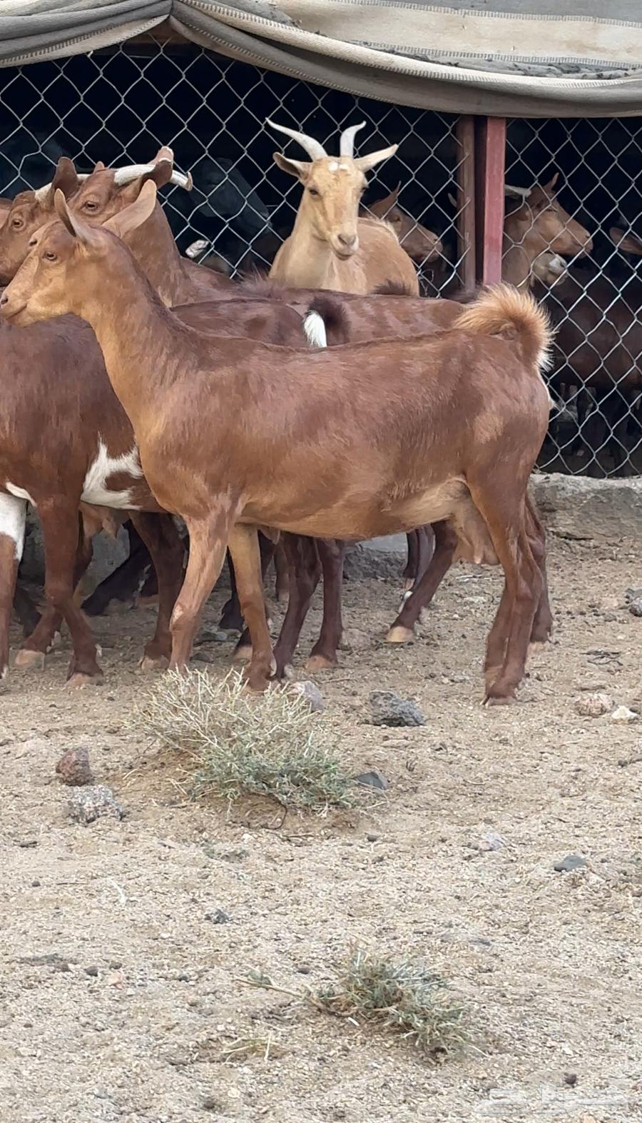 معزا دهم صنف فاخر تم البيع64469362453249111