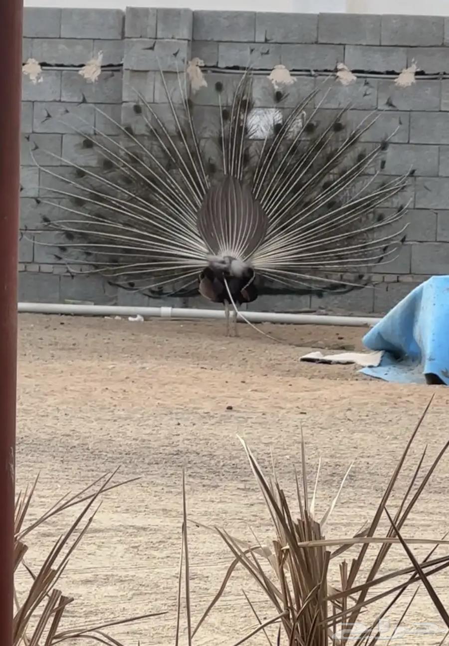 Peacock64470292348418113