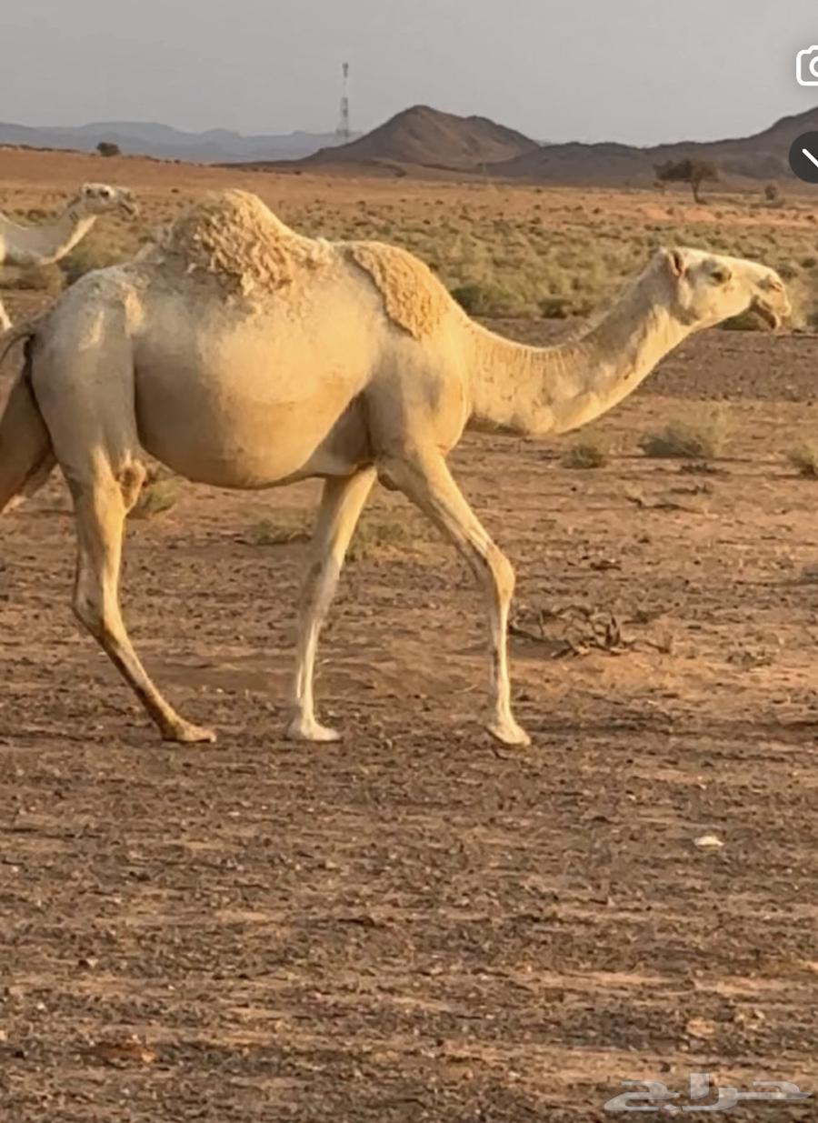 بكره القحه ساسه با تليه طيب بكر للبيع64470086607361110