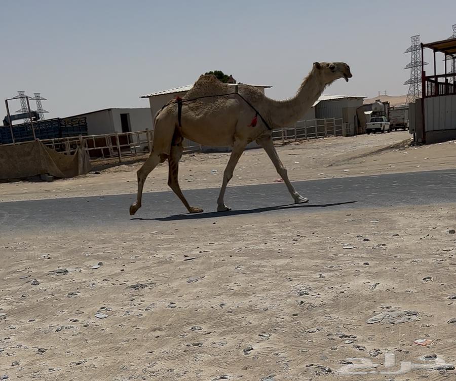 Druba64468691762051111