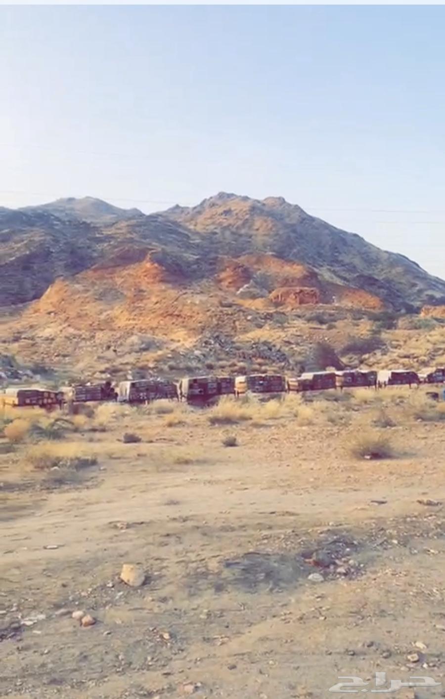 عسل جبلي صافي جديد من منحلي شخصيا64466947407105113