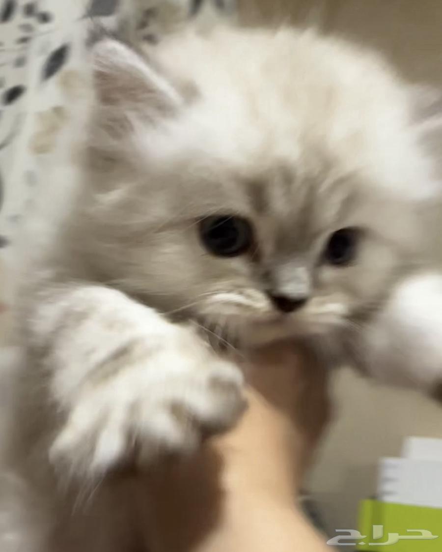 قطط هملايا شوكلت بيور64471622118273113