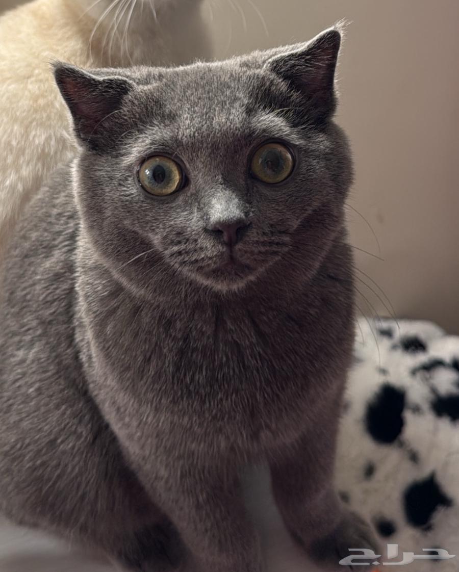 قط شكوتش فولد للبيع64465226371585113