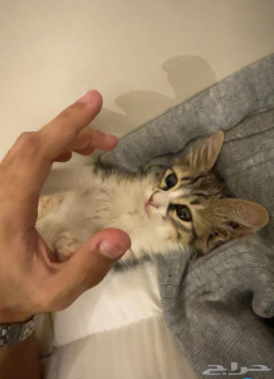 بسه شيرازي للبيع64464887948802111