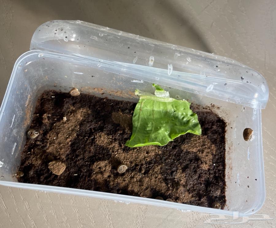 Small snails64464702661635110