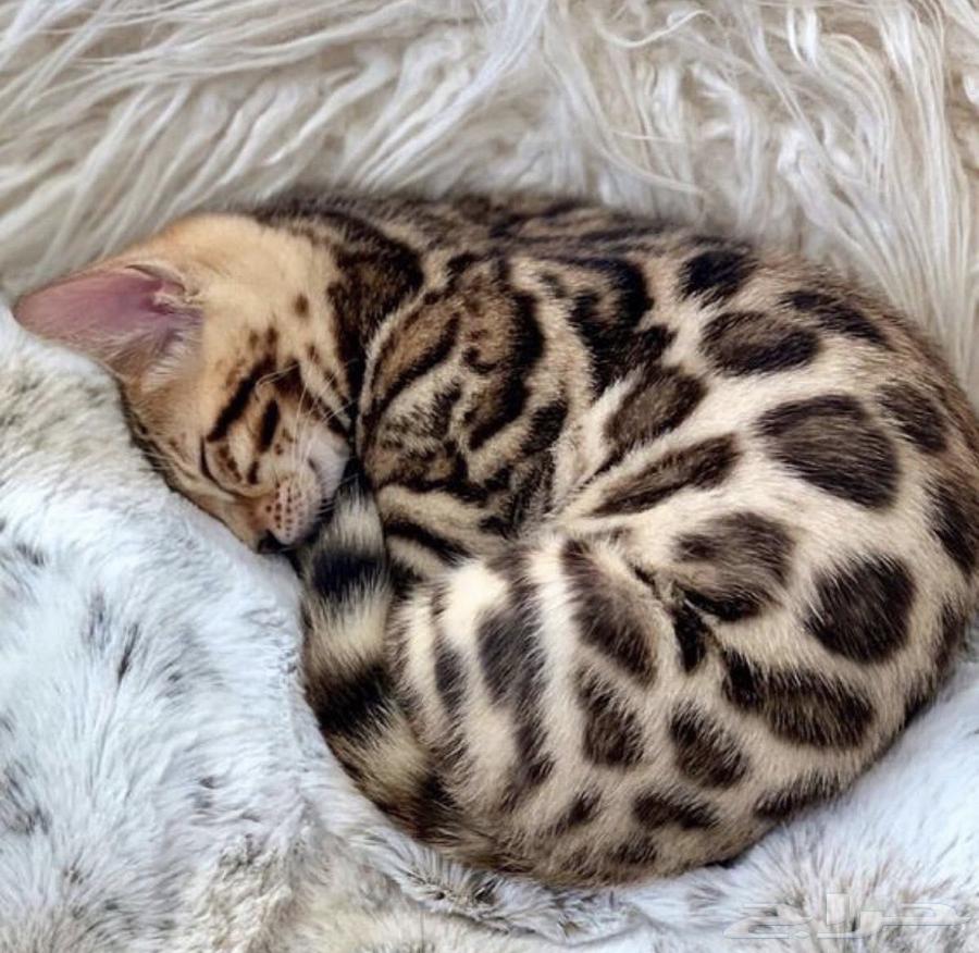 قطط بنغال مستويات قوية للبيع64465015801091110