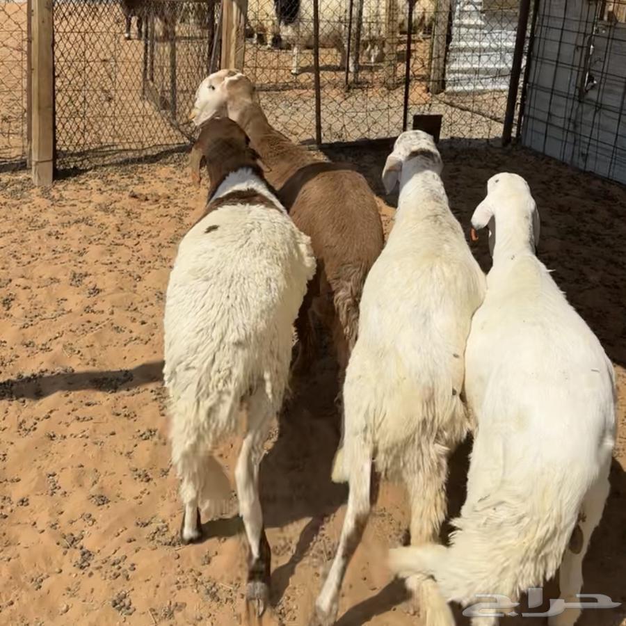 خرفان سواكن جذعان ( تم البيع )64466432304257110