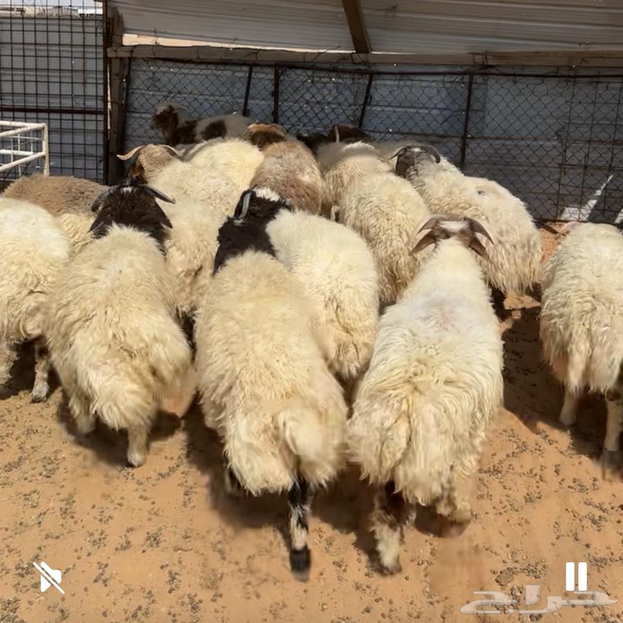 خرفان نعيم ( تم البيع )64468510781058110