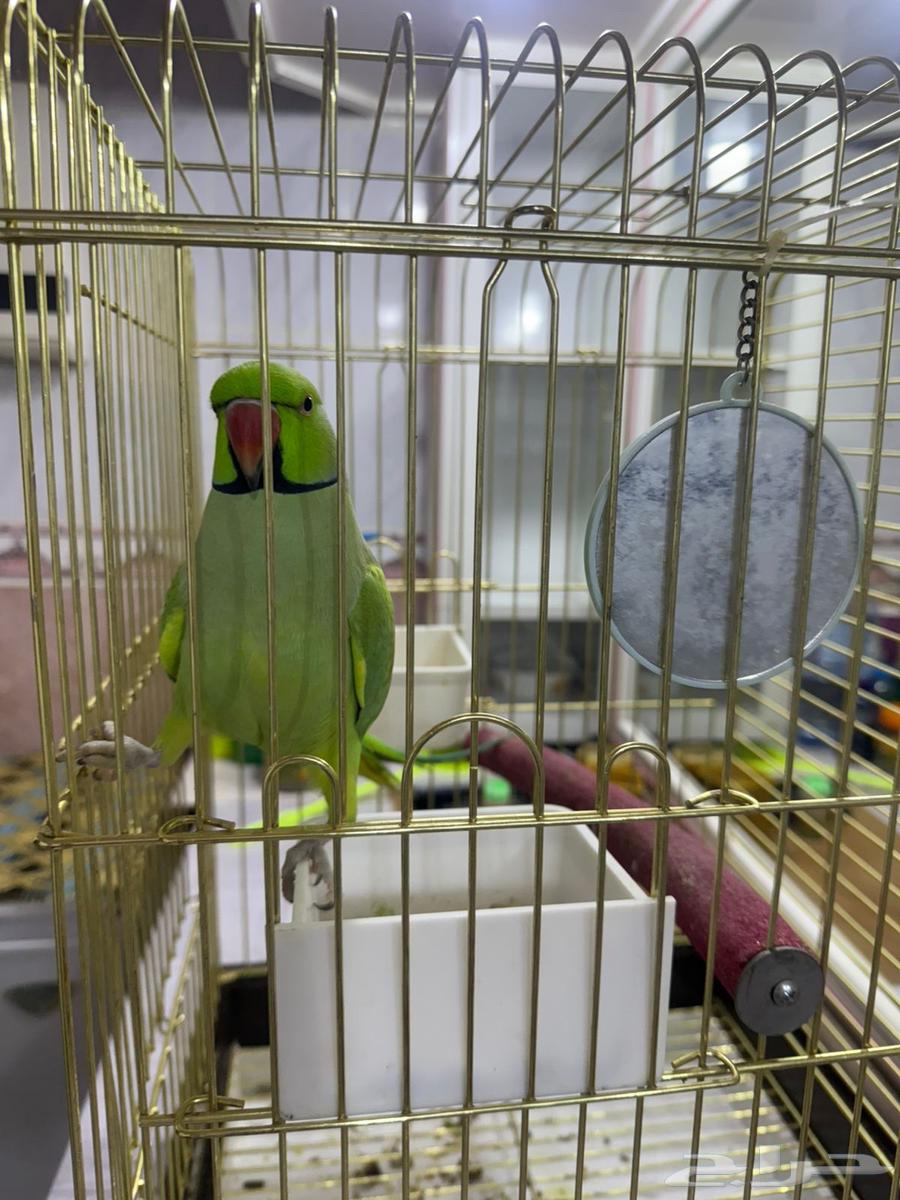 للبيع دره اليفه متكلمه64470168729474110