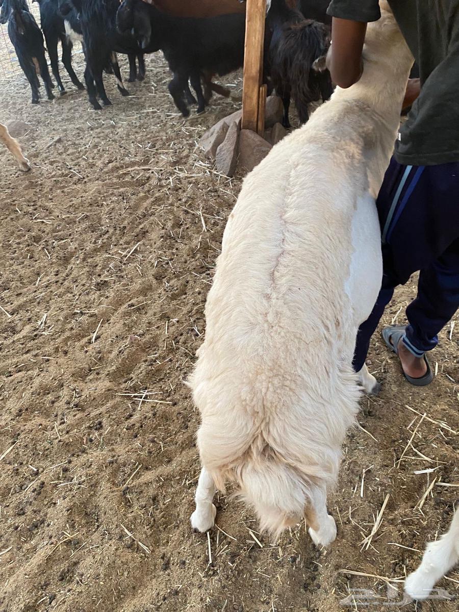 فحل حري للبيع64468148392835110