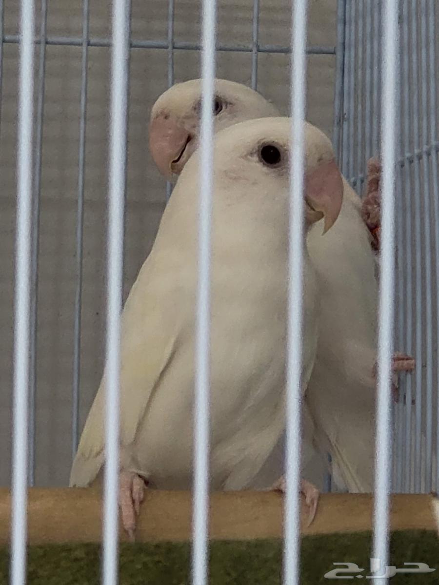 للبيع زوج روز البينو64466067099393111