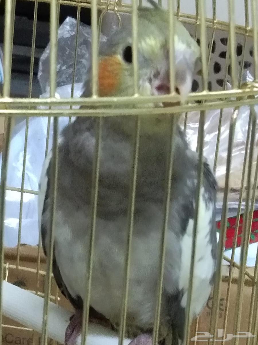 Crowan64471580822019112