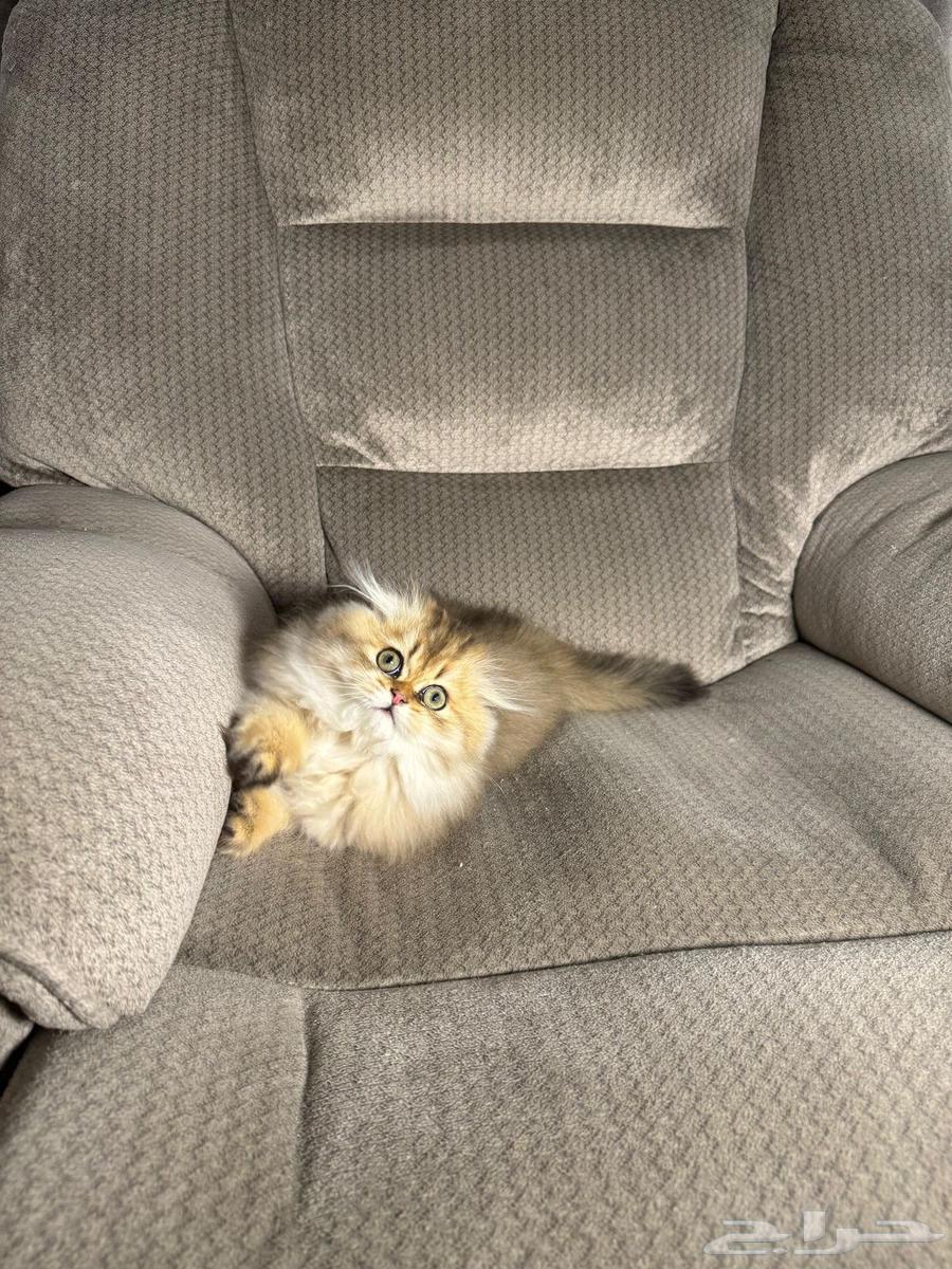 Scotch Triple Fold64469795095041110