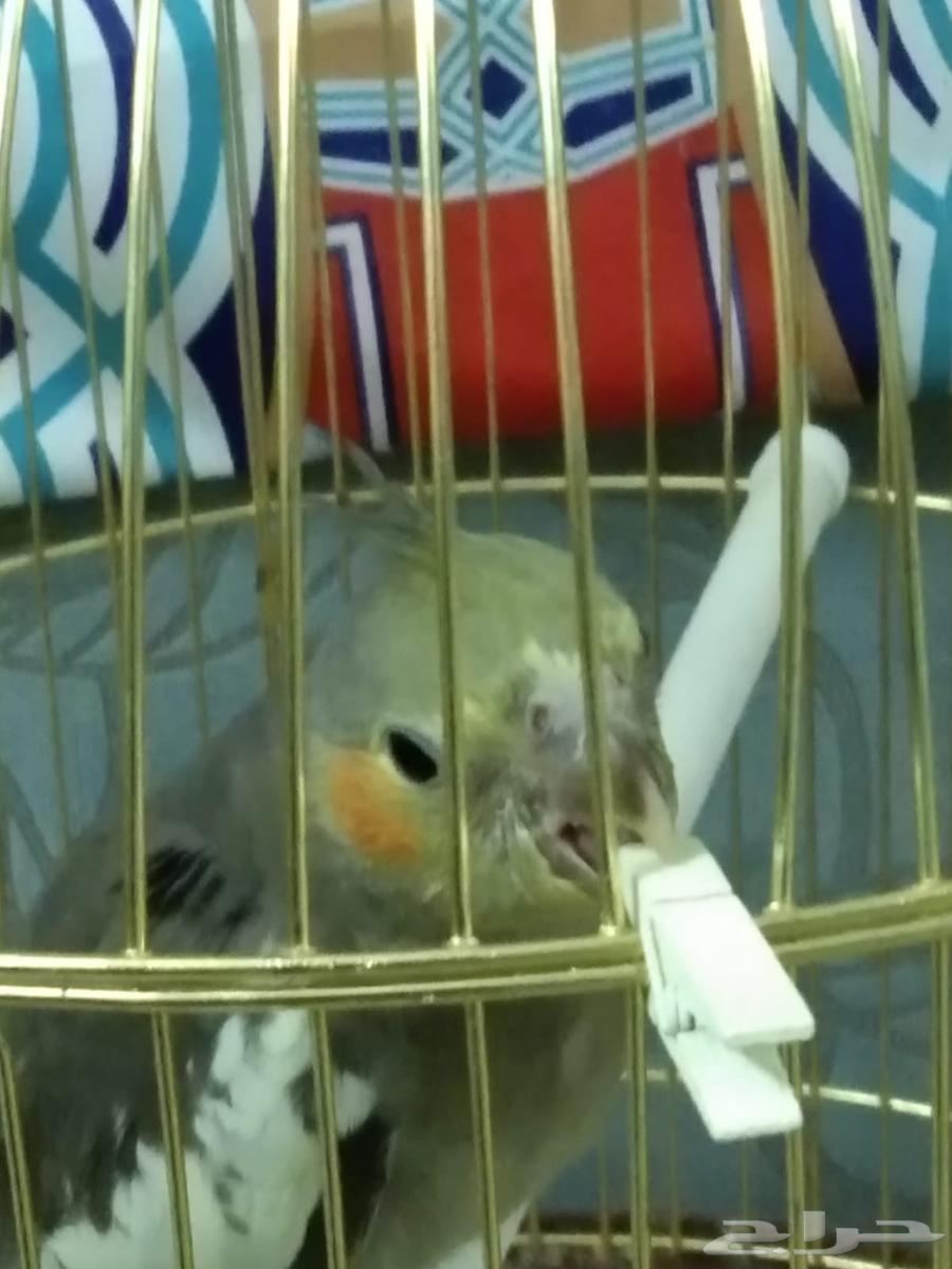 Crowan64471580822019111