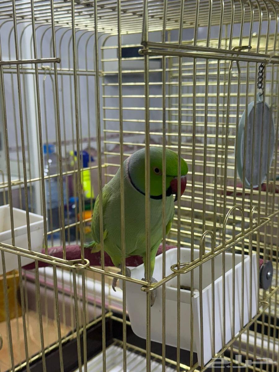 للبيع دره اليفه متكلمه64470168729474113