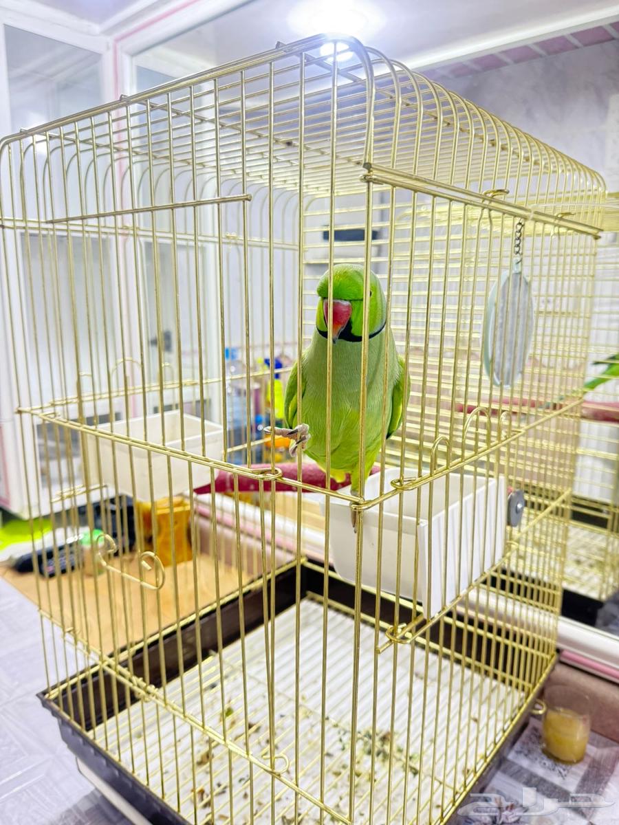 للبيع دره اليفه متكلمه64470168729474111