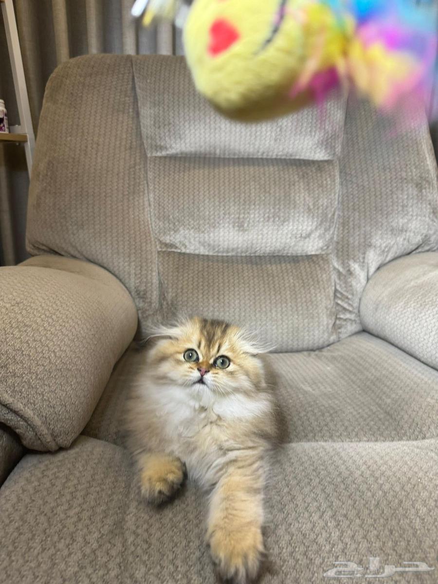 Scotch Triple Fold64469795095041111