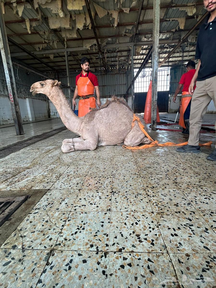 حوار لباني وبري. موجود بالملحمة64466432323715111